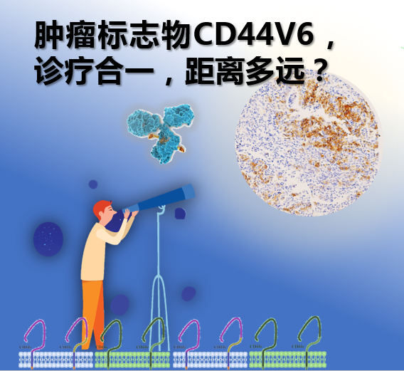 肿瘤标志物CD44v6，诊疗合一，距离多远？